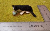 Black and White cat with mouse toy