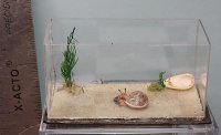 Habitat with Hermit crab