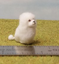 Toy poodle, white, sitting 1/12